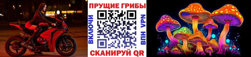 хочу   Устюжна  Галлюциногенные грибы мицелий 